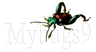 Mybugs9