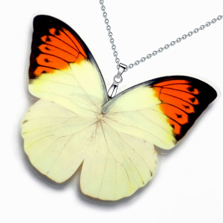 hebomoia glaucippe great orange tip butterfly wings