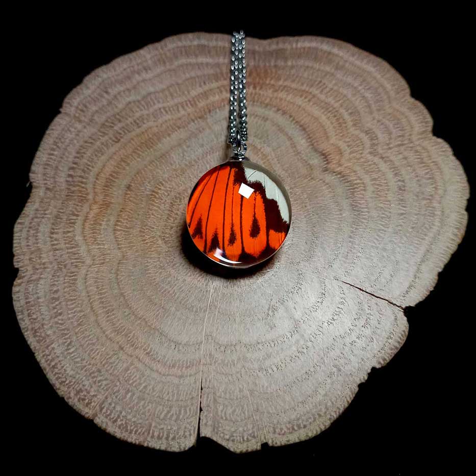 hebomoia glaucippe real butterfly wing necklace