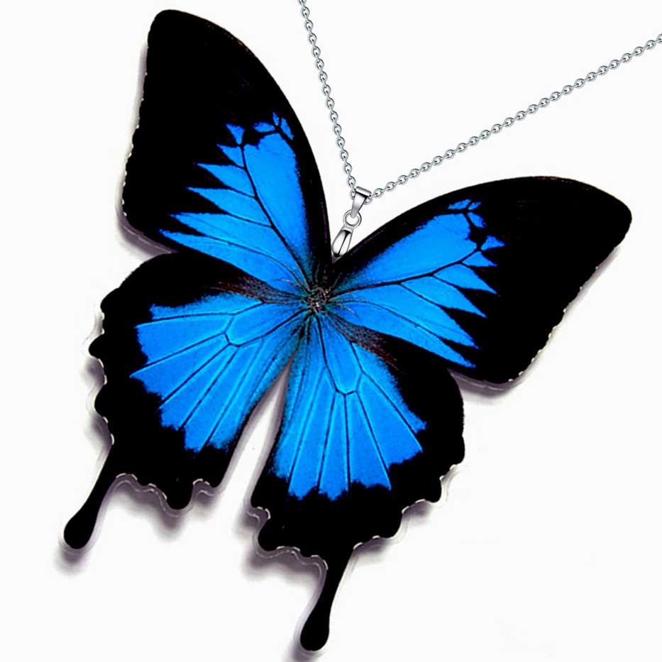 Farfalla Papilio ulysses che apre le sue ali blu elettrico brillanti, farfalla tropicale macaone simbolo di speranza e trasformazione