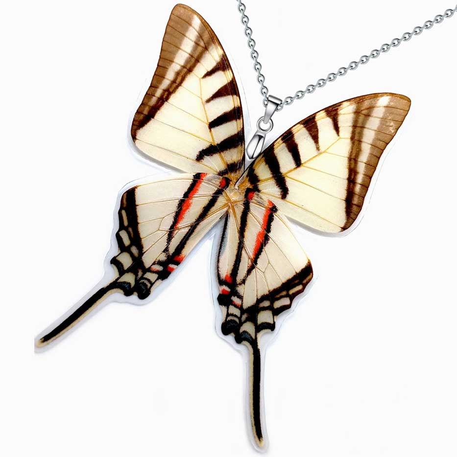 eurytides agesilaus short lined kite swallowtail butterfly wings