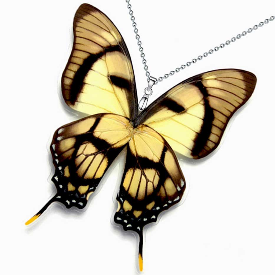 eurytides dolicaon kite swallowtail butterfly wings