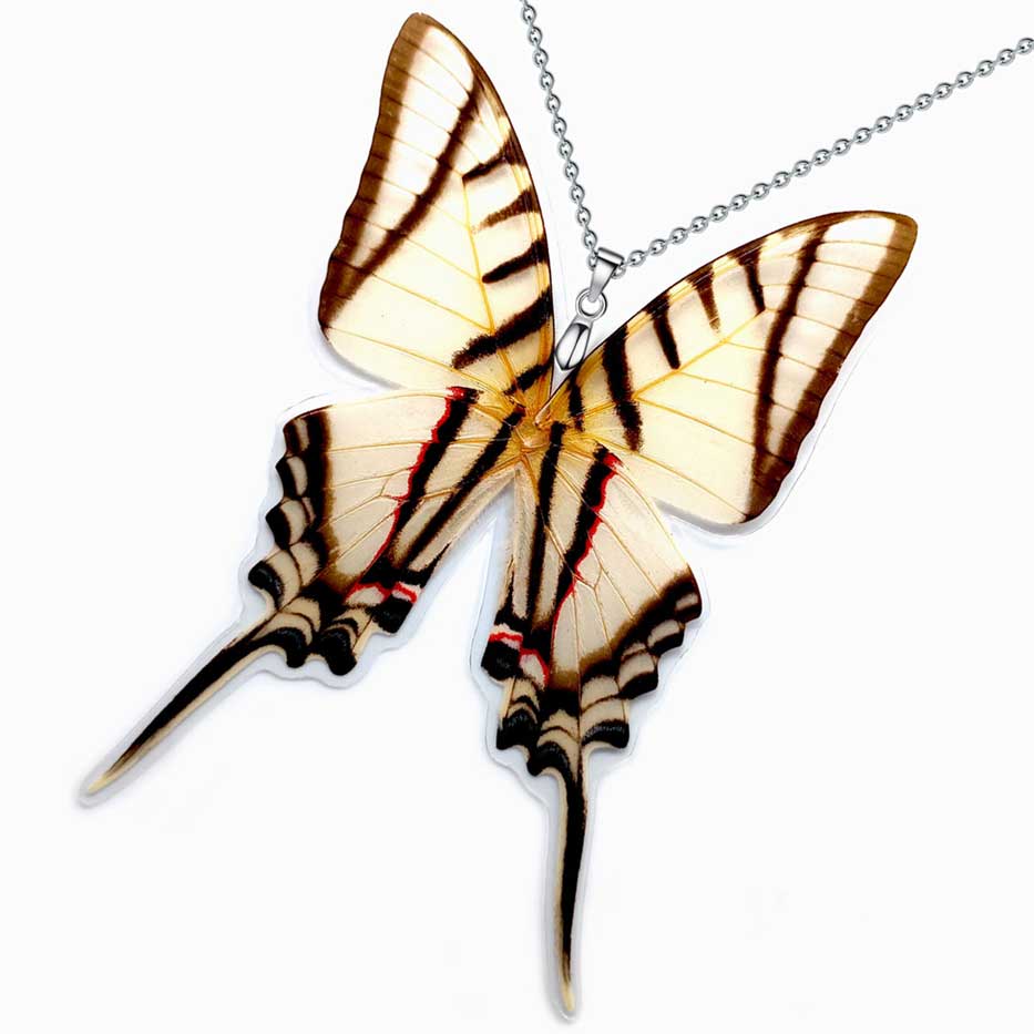 eurytides protesilaus zebra striped kite swallowtail butterfly wings