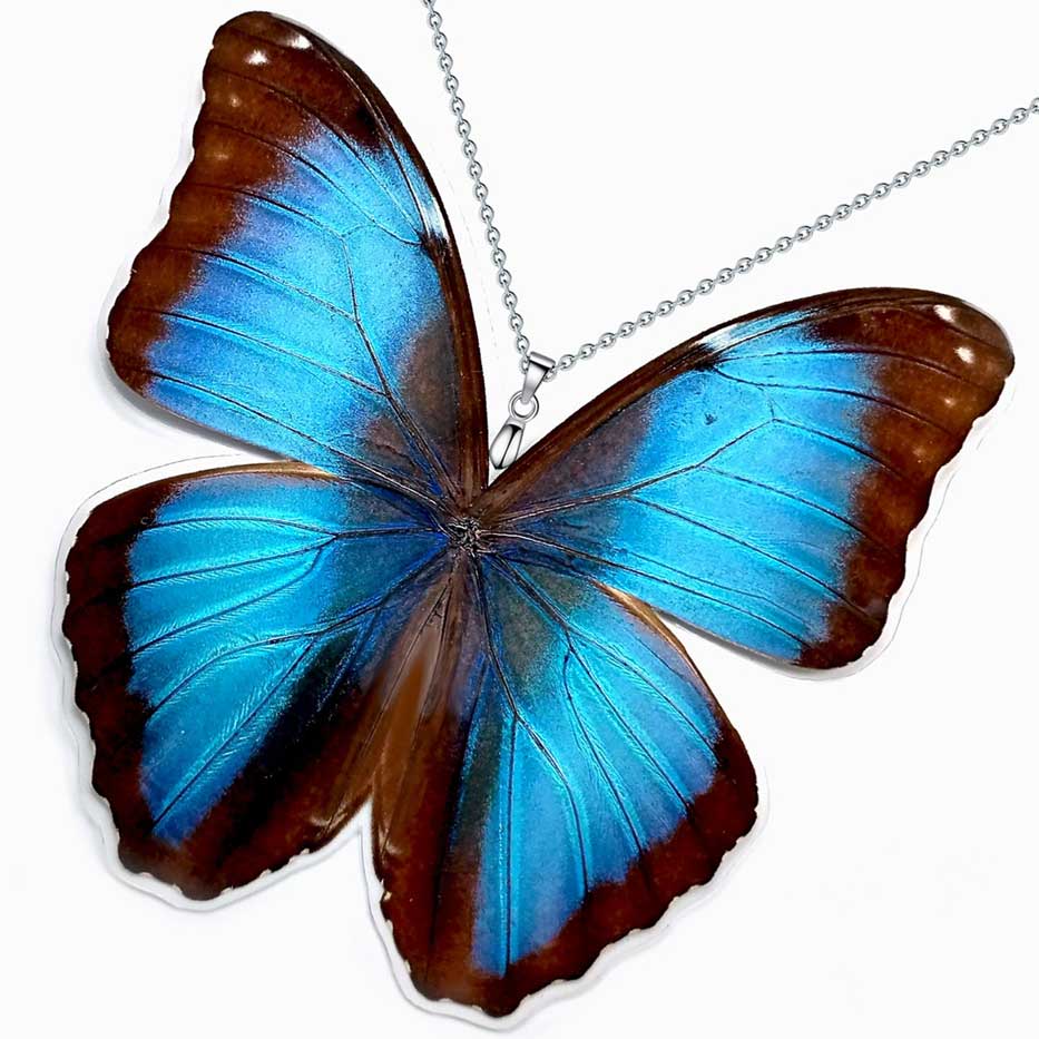 Farfalla Morpho deidamia con ali blu marmorizzate iridescenti e bordi scuri, ispirazione per collana tropicale