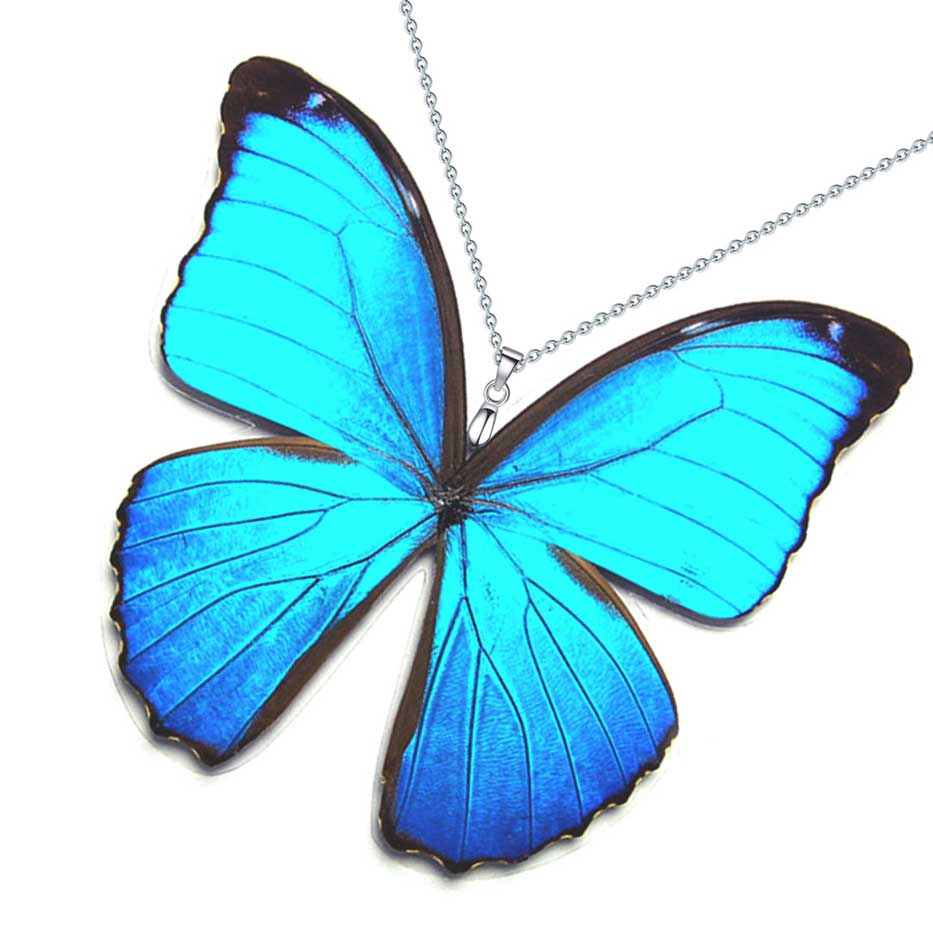 Morpho menelaus butterfly spreading bright iridescent blue wings in tropical rainforest, inspiration for real butterfly wing necklace