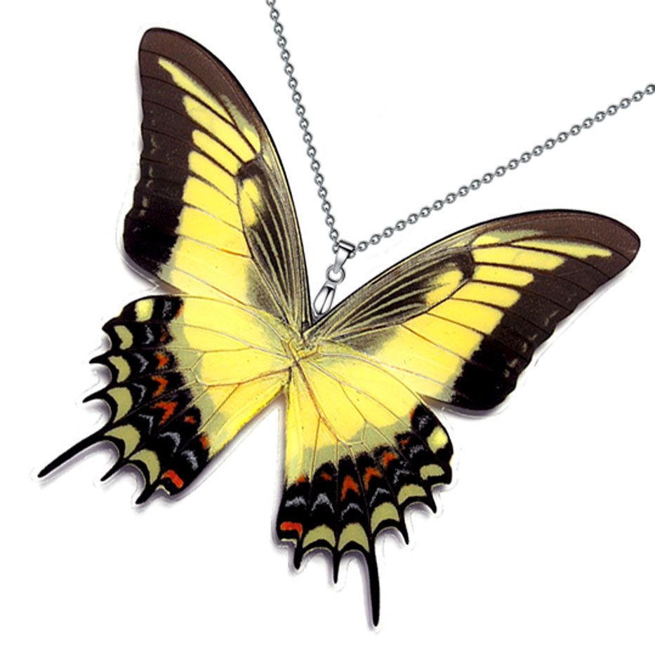 papilio androgeus swallowtail butterfly yellow black wings