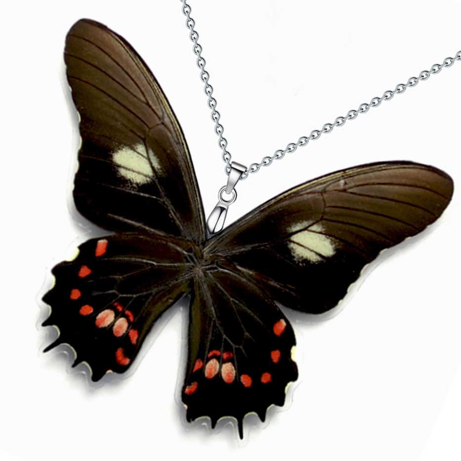 papilio isidorus neotropical swallowtail butterfly wings