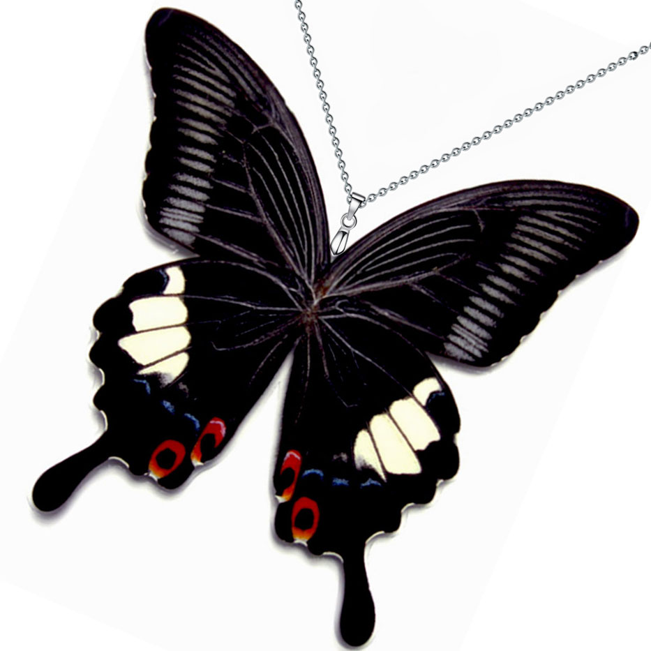 papilio iswara great helen swallowtail butterfly wings