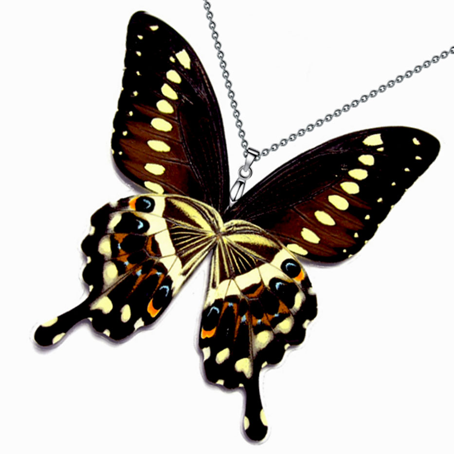 papilio lormieri central emperor swallowtail butterfly wings