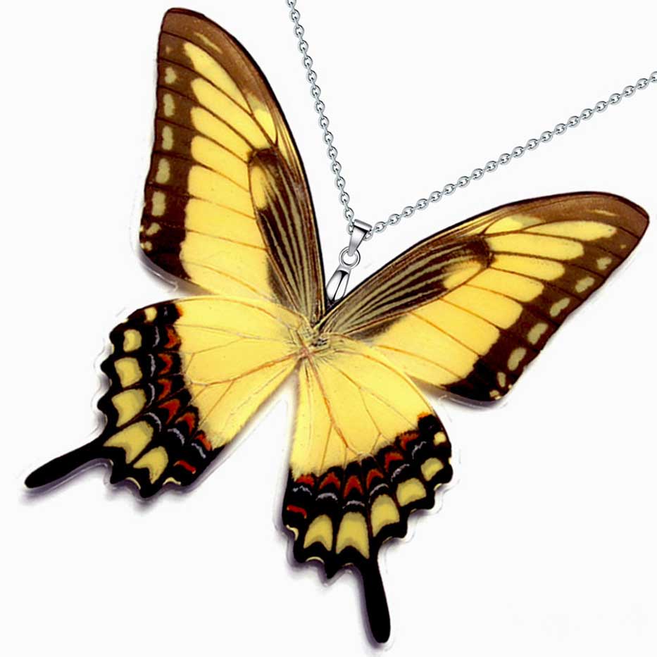 papilio lycophron broad banded swallowtail butterfly wings