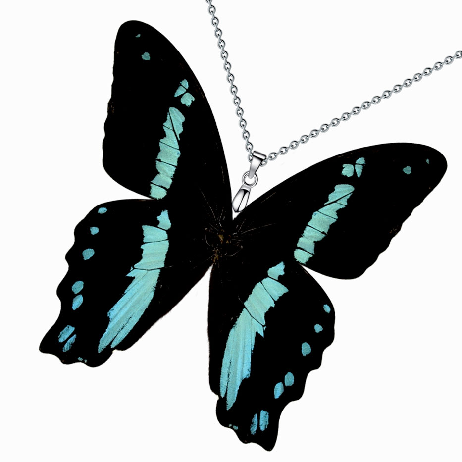 papilio nireus green banded swallowtail butterfly wings