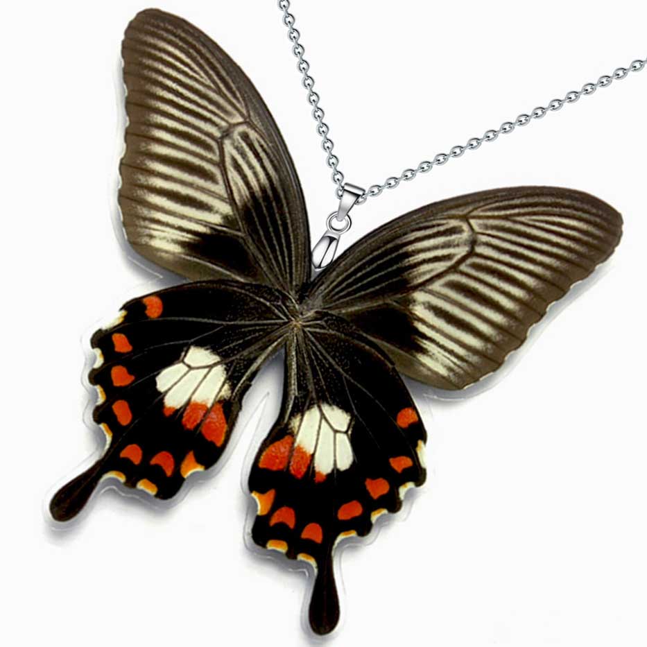 papilio polytes female common mormon butterfly wings