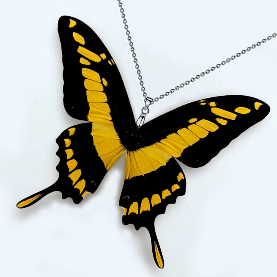 Farfalla coda di rondine reale Papilio thoas che apre ali gialle e nere con motivi e prolungamenti a coda