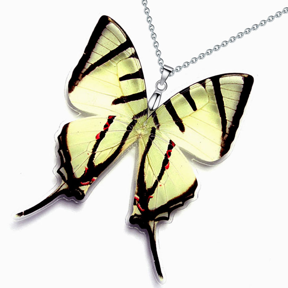 pathysa agetes four bar swordtail butterfly wings