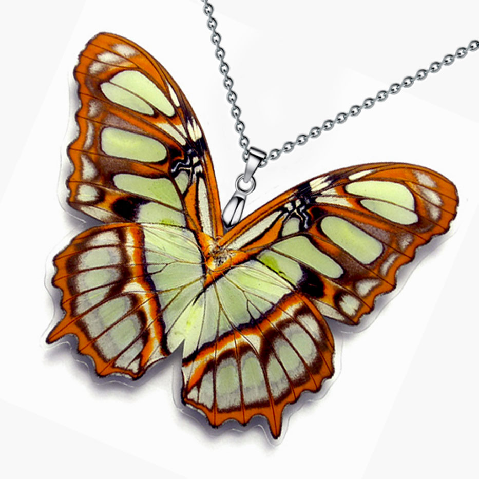 siproeta stelenes malachite butterfly wings