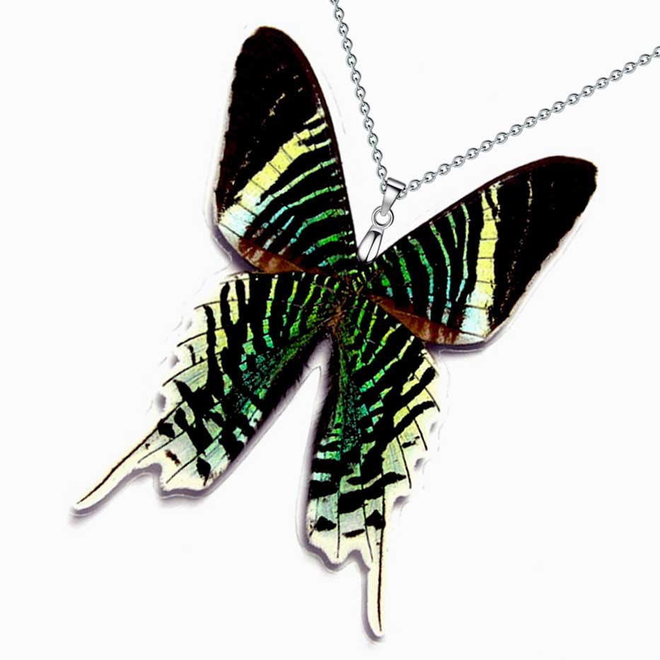 Falena diurna iridescente Urania leilus che apre ali verdi e blu in habitat tropicale